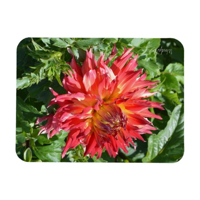 Magnet mit orangefarbener Flamme Dahlia (Horizontal)