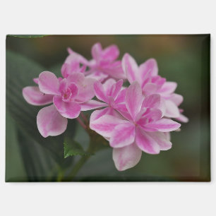 Magnet mit rosa Hortensienblüte