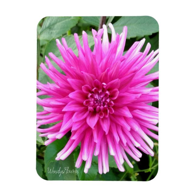 Magnet mit rosa Kakteen dahlis mit weißen Spitzen (Vertikal)