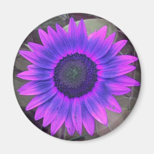 Magnet mit rosa und lila Sonnenblume