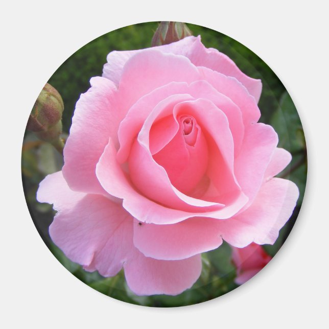 Magnet mit schöner rosa Rose (Vorne)