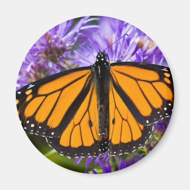 Magnet Monarch Butterfly et Purple Asters (Devant)