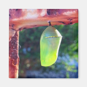 Magnet - Monarch Chrysalis (2018)