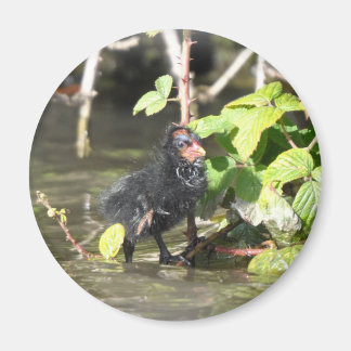 Magnet: Moorhen Chick Magnet