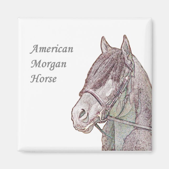 Magnet Morgan Horse (Devant)