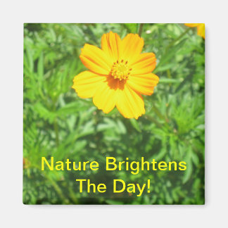 Magnet Natures