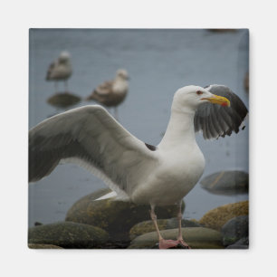 Magnet nicht verzerren