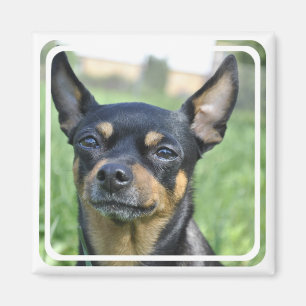 Magnet noir et Brown du Chihuahua