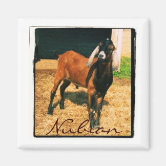 Magnet nubien - Carré