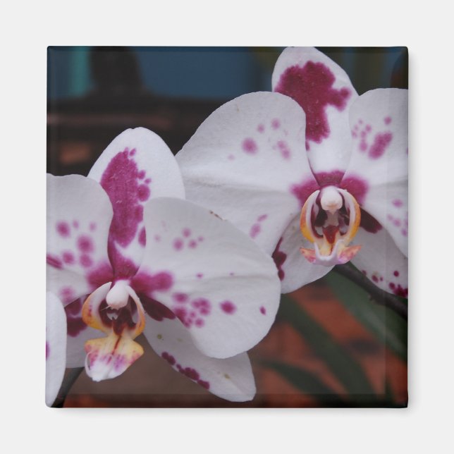 Magnet: Orchids Magnet (Vorne)