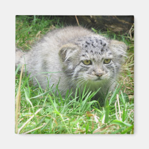 Magnet - Pallass Katze