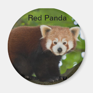 Magnet Panda rouge