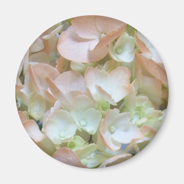 Magnet - Peach Hydrangea (Vorne)