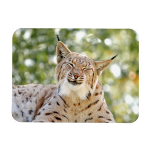 Magnet Photo cat, lynx, animaux 0133.