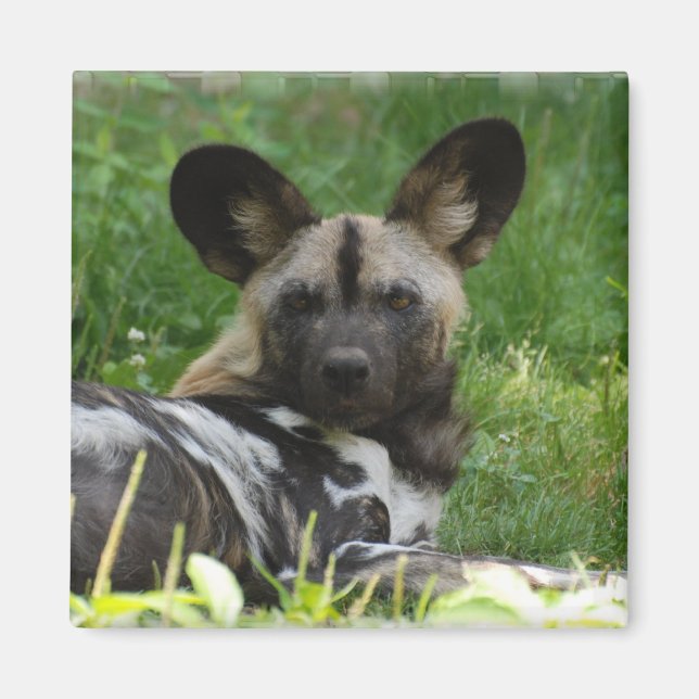 Magnet photo de chien sauvage africain (Devant)