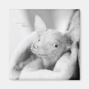 Magnet photo de Rosie