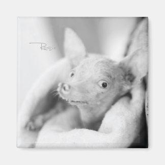 Magnet photo de Rosie