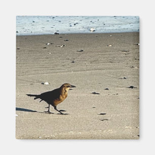 Magnet photo d'oiseaux