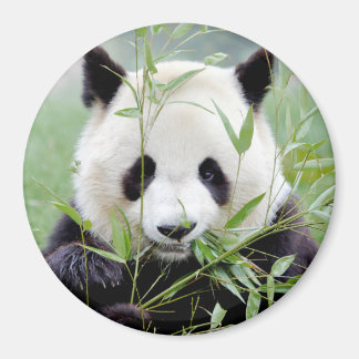 Magnet photo géant panda. Panda.