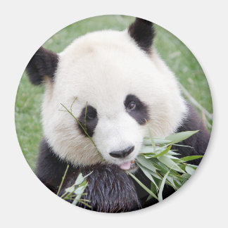 Magnet photo géant panda. Panda.