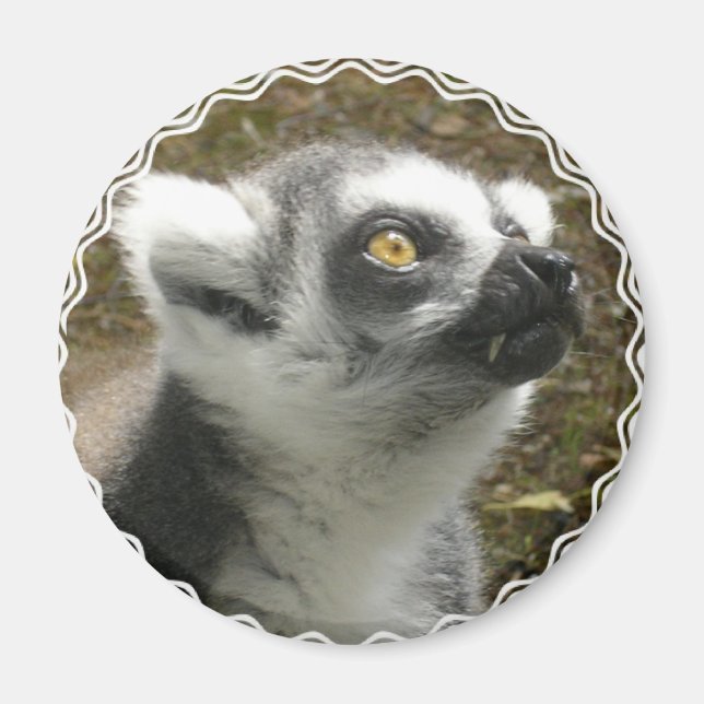 Magnet photo Lemur (Devant)