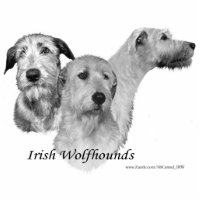 3 têtes de chien-loup irlandais