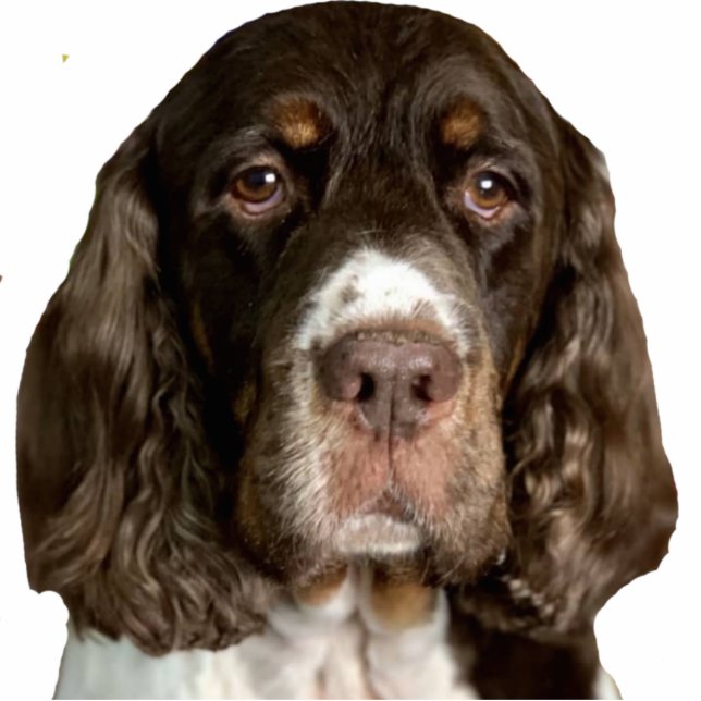 Magnet Photo Sculpture Ailes (Devant)