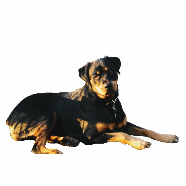 Magnet Photo Sculpture Aimant de sculpture en photo de rottweiler (Devant)