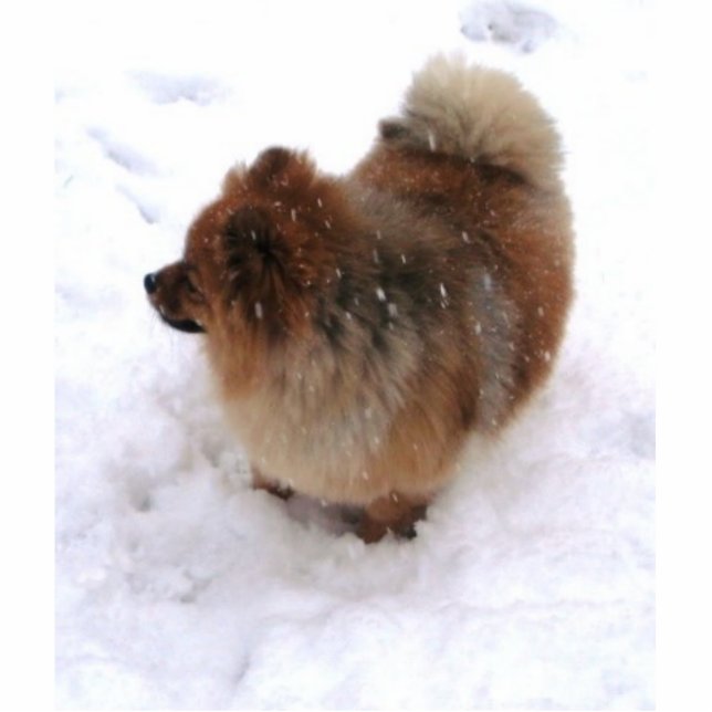 MAGNET PHOTO SCULPTURE AIMANT DE SCULPTURE EN POMERANIAN (Devant)