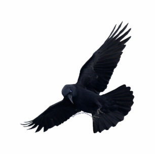 Magnet Photo Sculpture Aimant NOIR (sculpté)