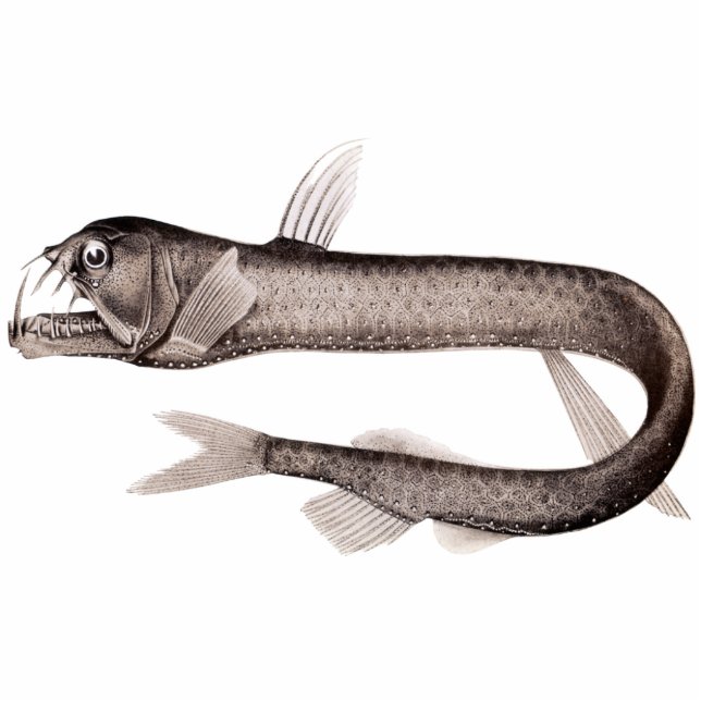 Magnet Photo Sculpture Aimant/sculpture de coupe-circuit de Viperfish (Devant)