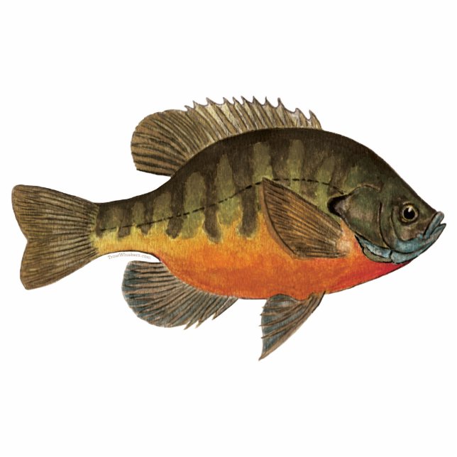 Magnet Photo Sculpture Brise de Bluegill (Devant)