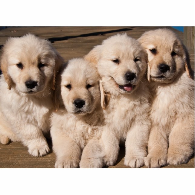Magnet Photo Sculpture Chiots doux de golden retriever (Devant)