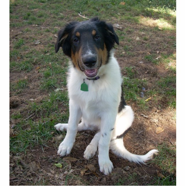 Magnet Photo Sculpture Collie (mix) Sculpture de coquelicots (Devant)