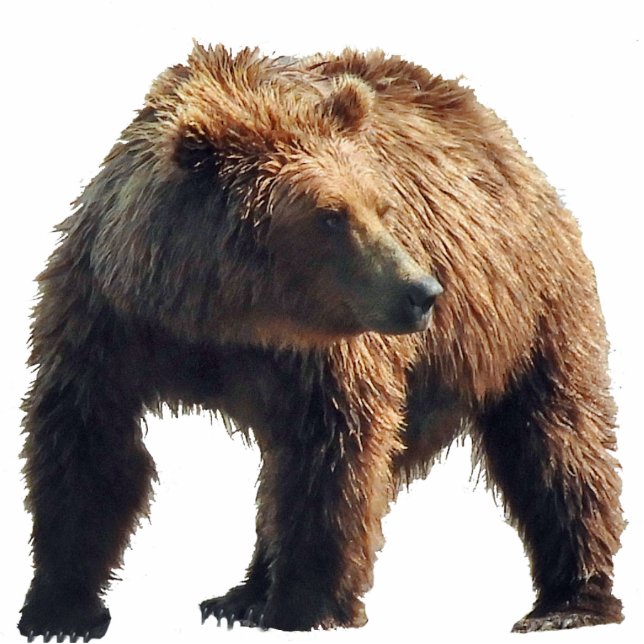 Magnet Photo Sculpture de grizzli (Devant)