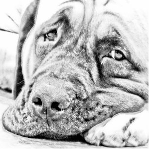 Magnet Photo Sculpture Mastiff paresseux
