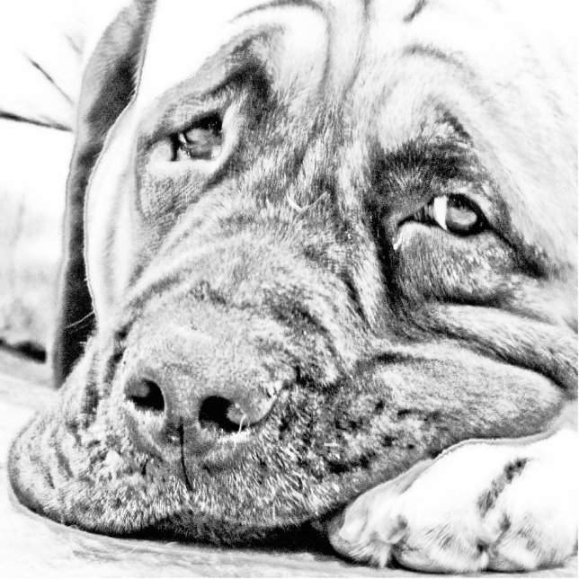 Magnet Photo Sculpture Mastiff paresseux (Devant)