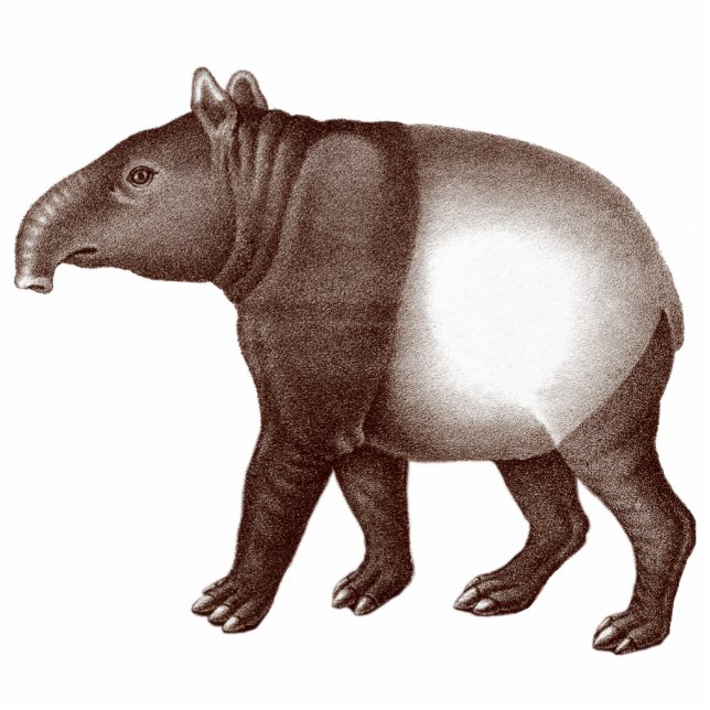 Magnet Photo Sculpture Tapir malais/aimant asiatique de tapir pour votre (Devant)