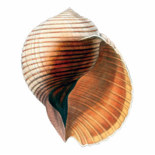 Magnet Photo Sculpture Vintage Sea Shell