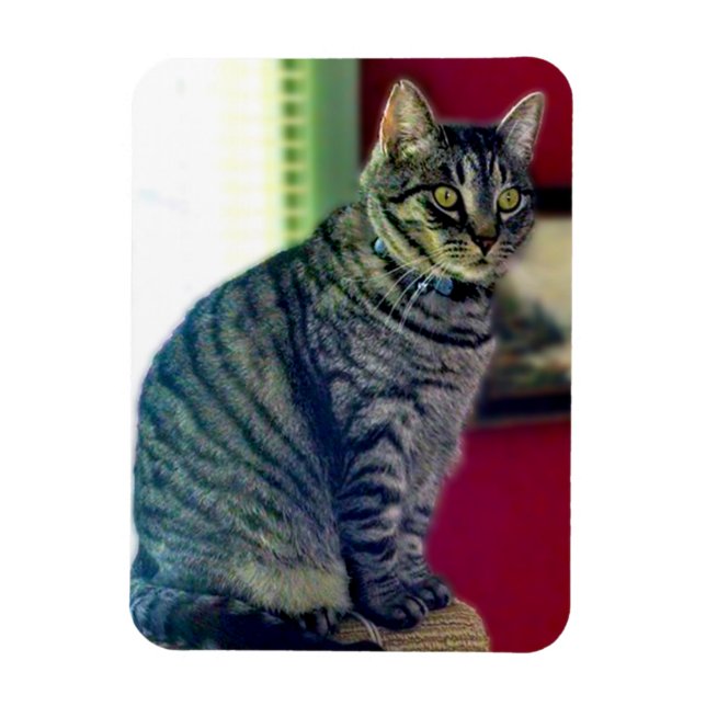 Magnet photo Tabby Cat 3"x4" (Vertical)