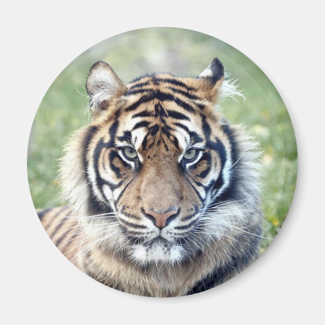 Magnet Photo tiger, animaux. aimant (Devant)