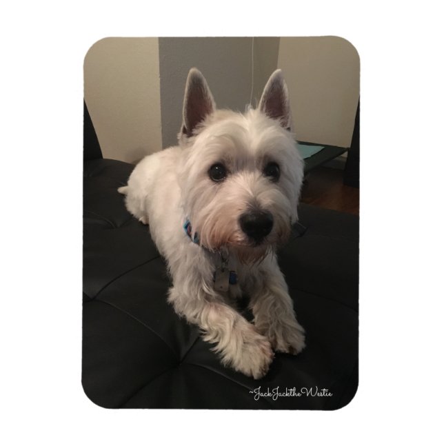 Magnet photo Westie 3"x4" (Vertical)