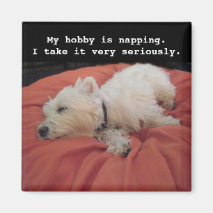 Magnet photo Westie Napping