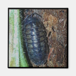 Magnet - Pillbug (Foto)