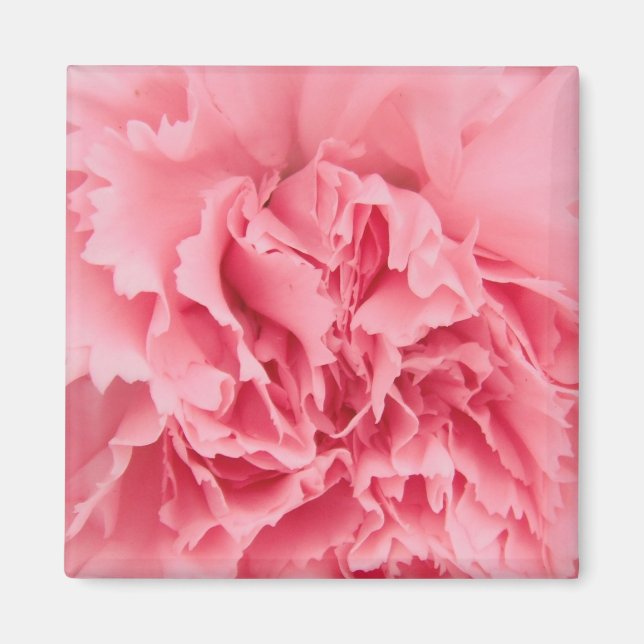 Magnet Pink Carnation Nah (Vorne)