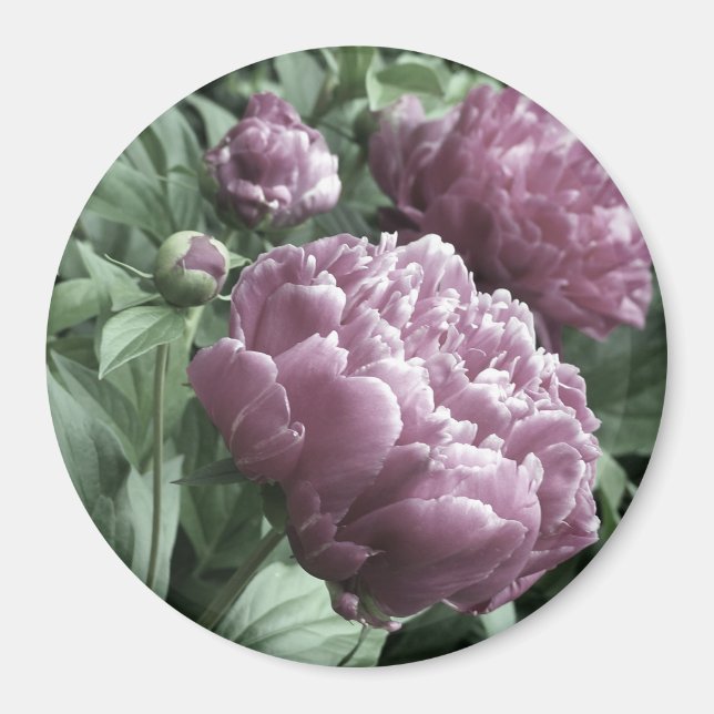 Magnet Pink Peonies (Devant)