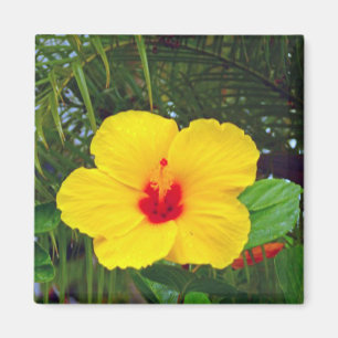 Magnet, Plastikquadrat, gelber Hibiskus Magnet