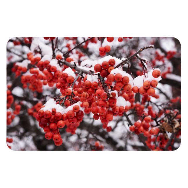 Magnet plat 4x6 (Horizontal)