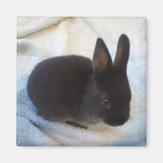 Magnet pour bébé - Petit Magoo