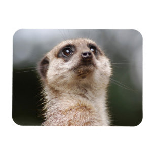 Magnet Premium Meerkat